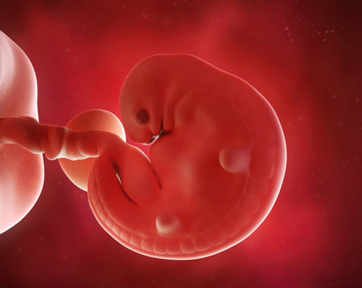 世界初、精子も卵子も子宮も使わず、幹細胞だけから人工胚の育成に成功 | ニコニコニュース