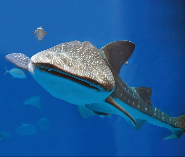 【NHKカルチャー】『沖縄美ら海水族館のフカ掘りサメ講座』 8月27日（土）配信スタート | ニコニコニュース