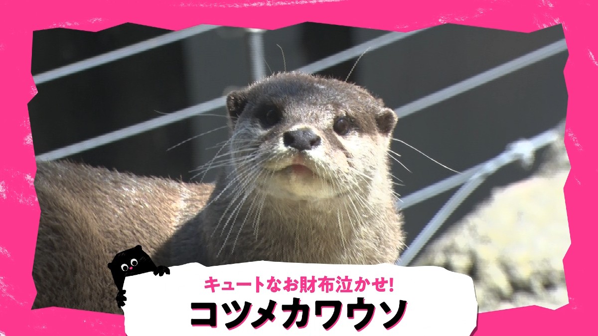 コツメカワウソやスナネコ かわいい野生動物たちの ウラのカオ 衝撃映像公開 ニコニコニュース