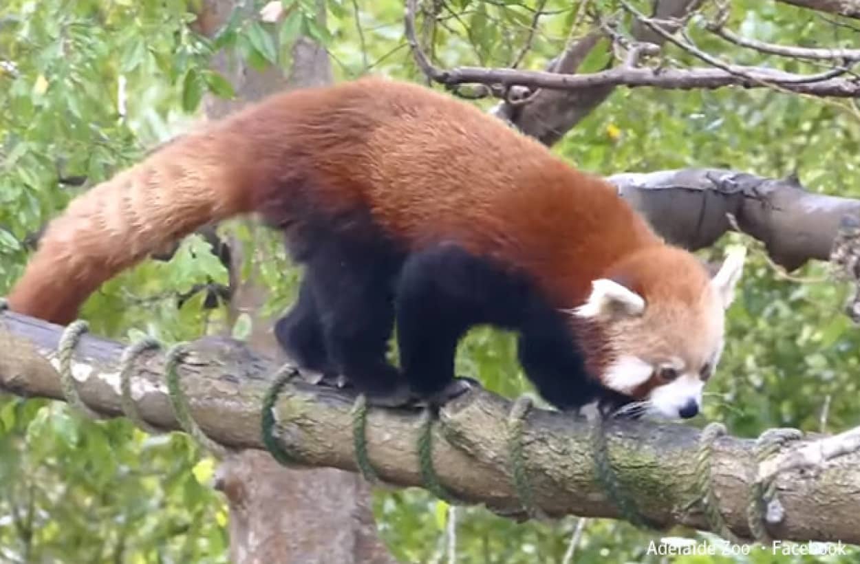 お外の世界が見たかった？レッドパンダが動物園から脱走し2日後ようやく保護 | ニコニコニュース