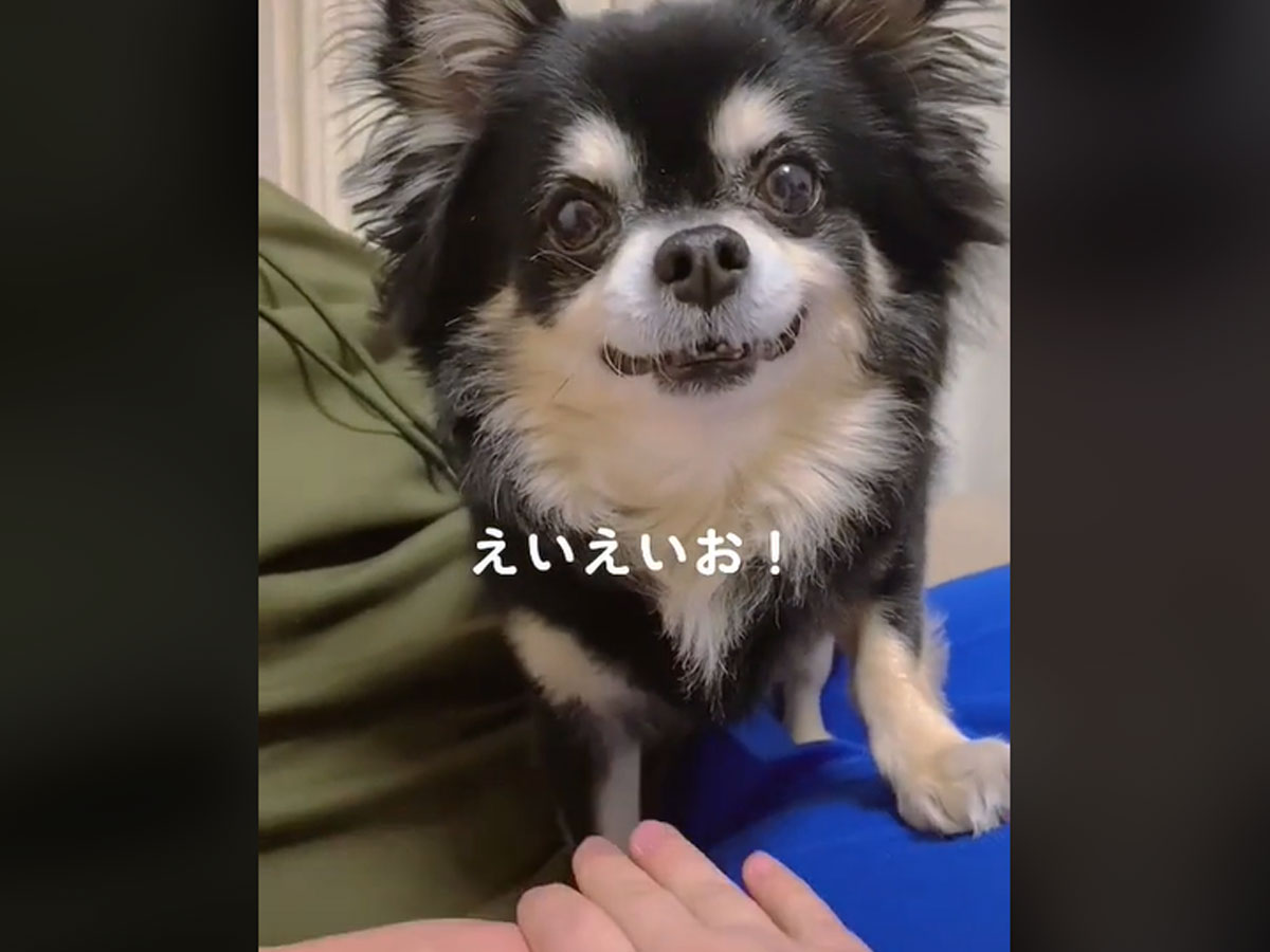 これはしゃべってるよね チワワの えいえいお に ホンマや 天才犬だ ニコニコニュース