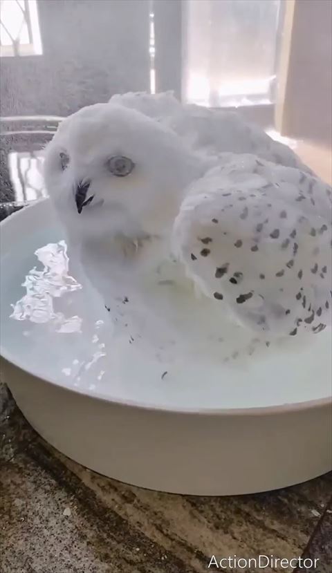 なんて美しいんだ ハリーポッターのヘドウィグみたい シロフクロウの水浴びが406万回再生突破 国内外から大反響 ニコニコニュース