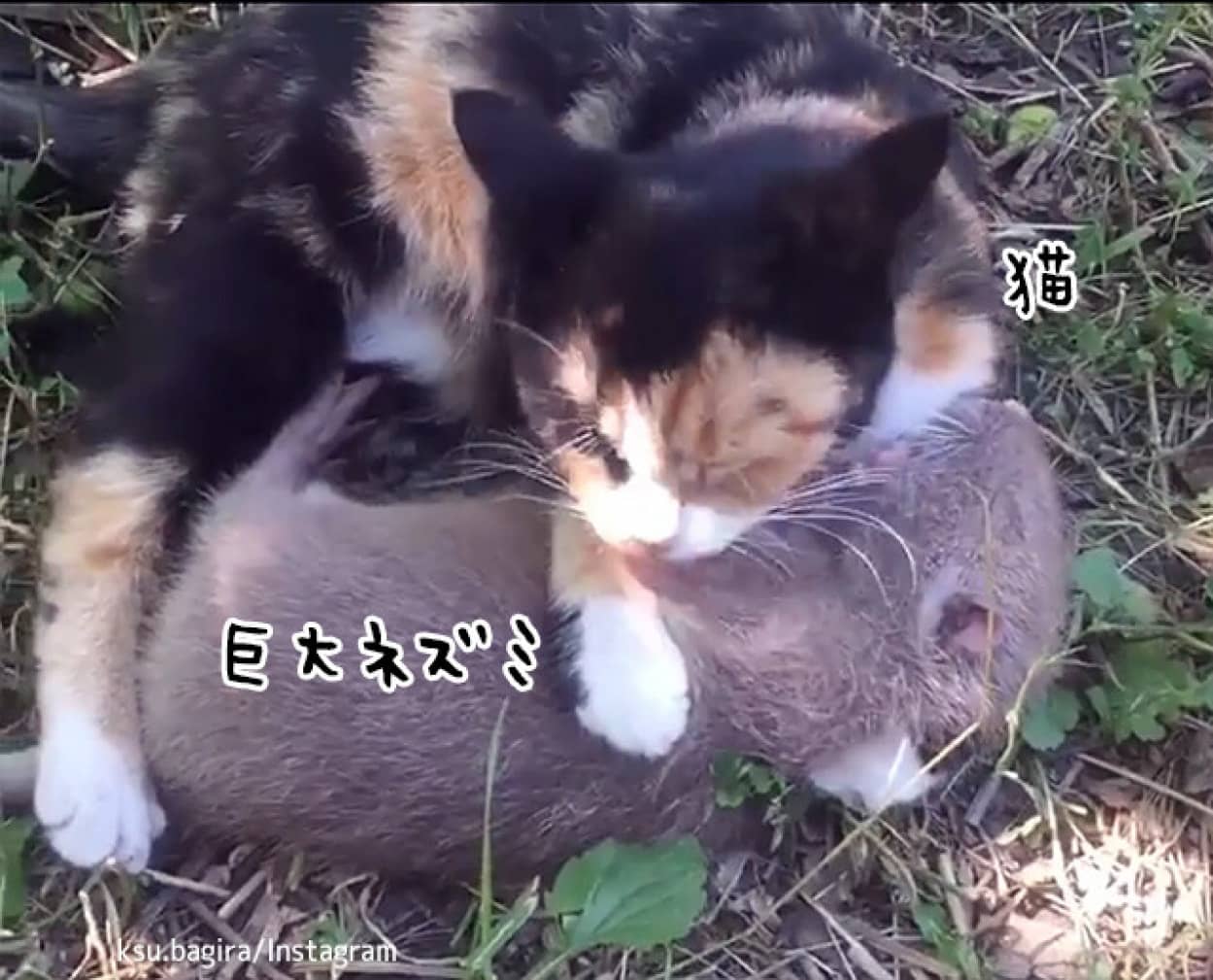 猫と巨大ネズミが仲良くじゃれあうやさしい世界 ニコニコニュース