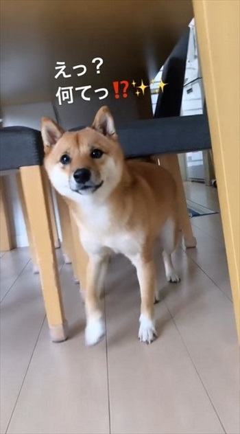 お留守番に寂しがる柴犬 一緒に行く と言った瞬間 かわいすぎる表情の変化に 言葉を理解してる と感心の声 ニコニコニュース