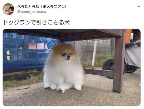 ドッグランで 走らない ポメラニアンに13万超いいね 座り方のクセが 芦雪犬そっくり ニコニコニュース