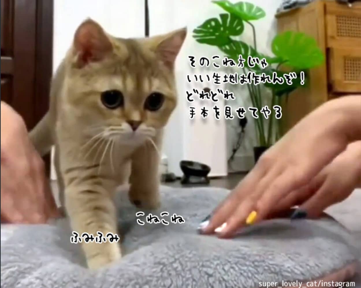 こね方が足りん 人間にふみふみを指南する猫 ニコニコニュース