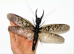中国産　巨大ヘビトンボ  164mm 世界最大級の水生昆虫を発見、21センチのヘビトンボ 中国