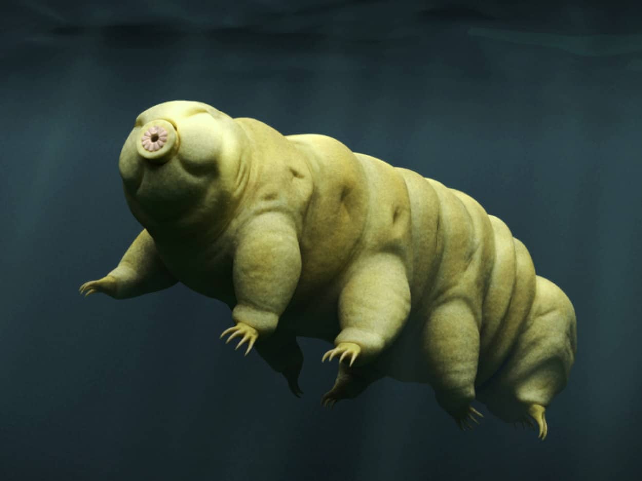 最強生物「クマムシ」がヒトの命を救うかもしれない。特殊なタンパク質を利用し、医薬品を安全保管 | ニコニコニュース