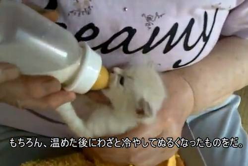 汚い仔猫見つけた に大反響 2ちゃん有名コピペの通り手厚く保護 ニコニコニュース