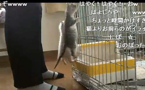 汚い仔猫見つけた のその後 ごはん待ちきれずイライラ大暴れ ニコニコニュース