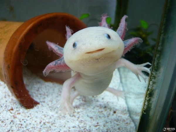 日本に ウーパールーパー の唐揚げがあると中国で話題に ニコニコニュース