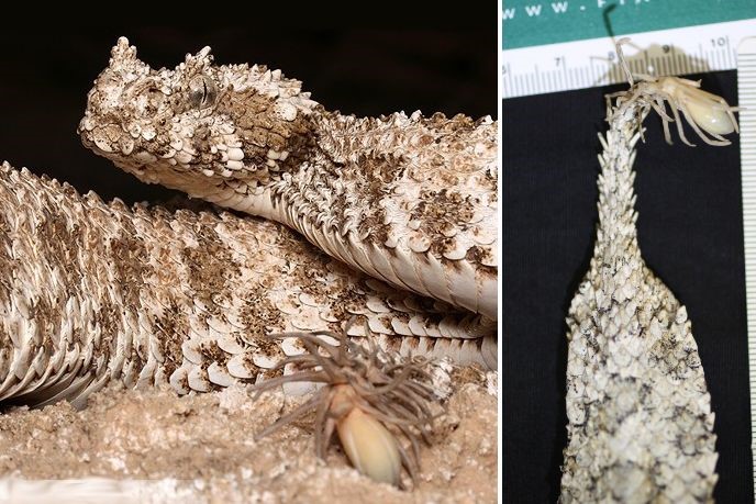 「どうみてもクモにしか見えない尻尾」で獲物を誘うヘビ | ニコニコニュース