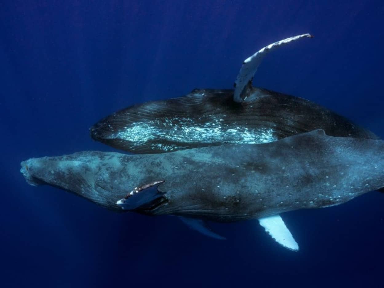 ザトウクジラ Amazon.co.jp: ワイルドリパブリック ザトウクジラ ぬいぐるみ