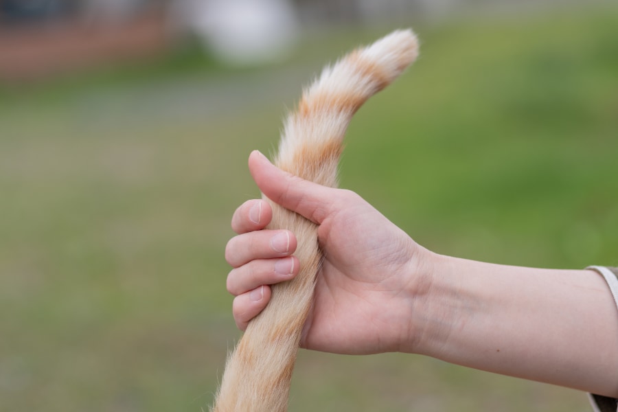 人間の尻尾がなくなった理由！「尻尾がなくなる遺伝子」を発見！ | ニコニコニュース