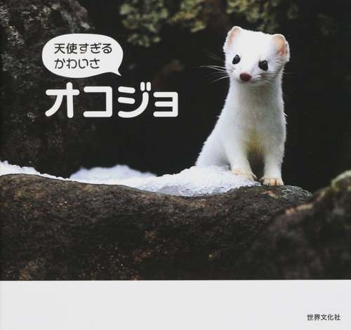 天使すぎる”オコジョ写真集、貴重なかわいらしい表情が満載
