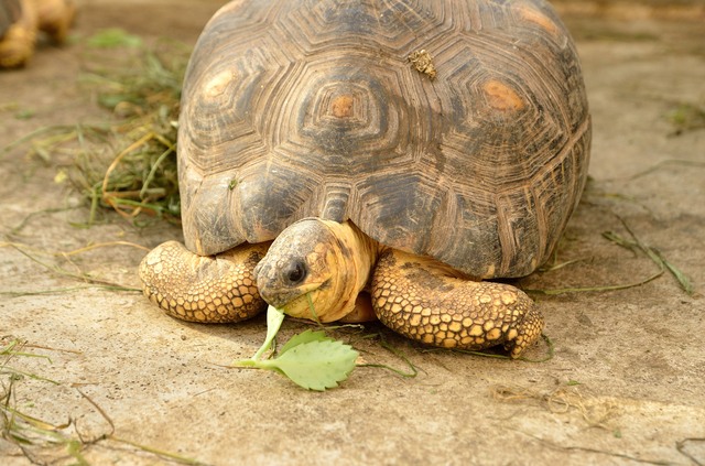 横浜 野毛山動物園のカメは 密輸 されたカメって本当 ニコニコニュース