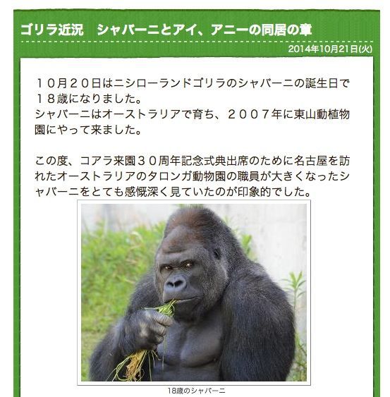 ウホッ本当に イケメン 名古屋東山動物園のゴリラがネットで話題に ニコニコニュース