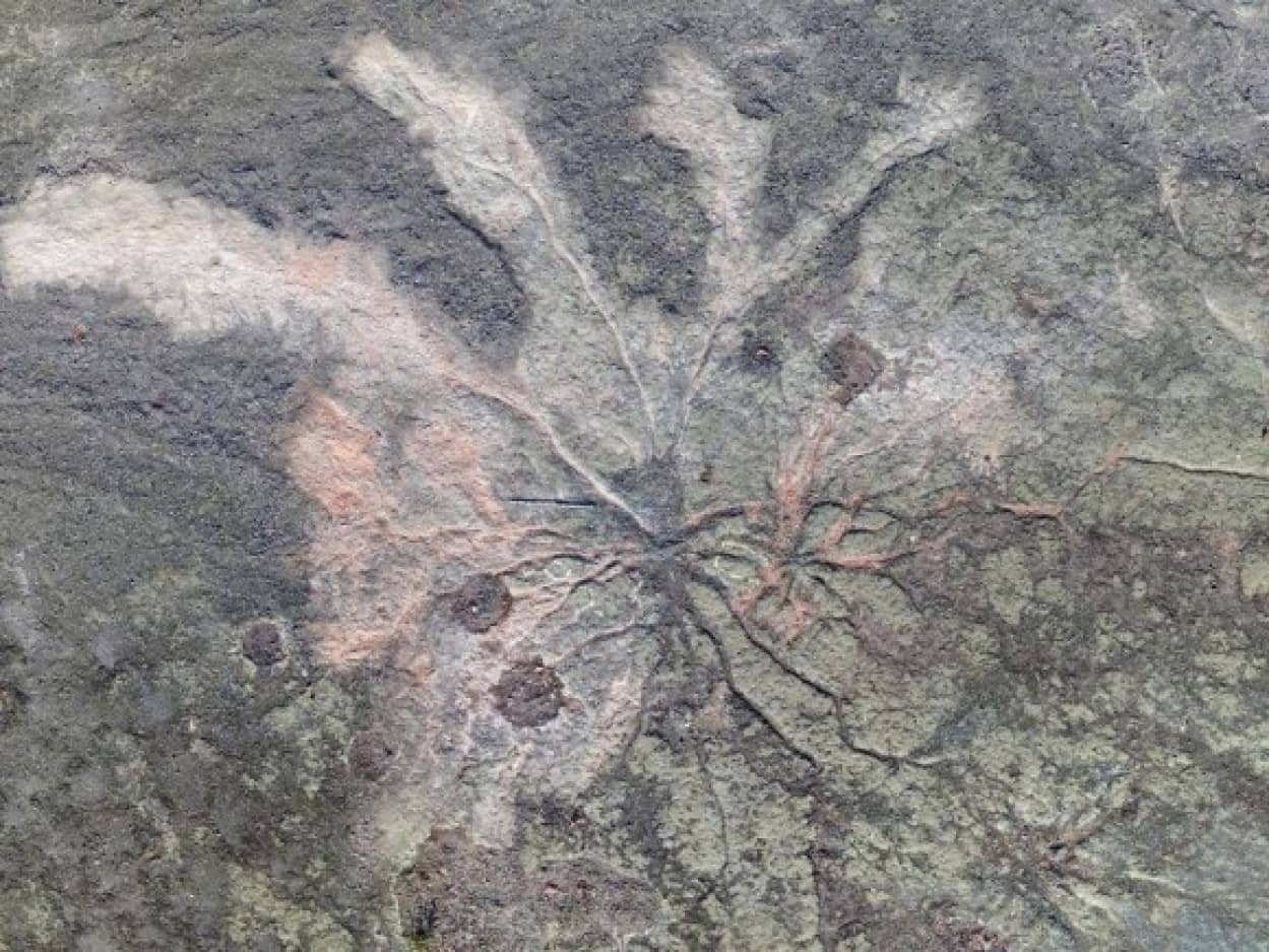 World's oldest forest fossil discovered, 385 million years old |
