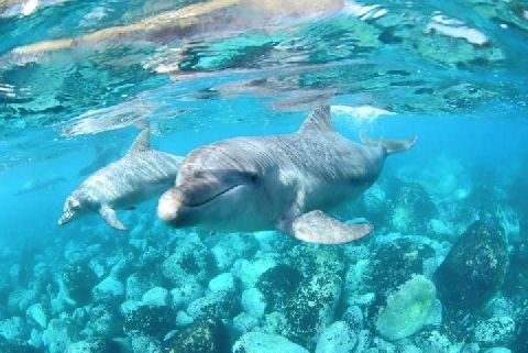 イルカの命は他の動物よりも尊いのか 追い込み漁問題 太地町出身弁護士の見方 ニコニコニュース