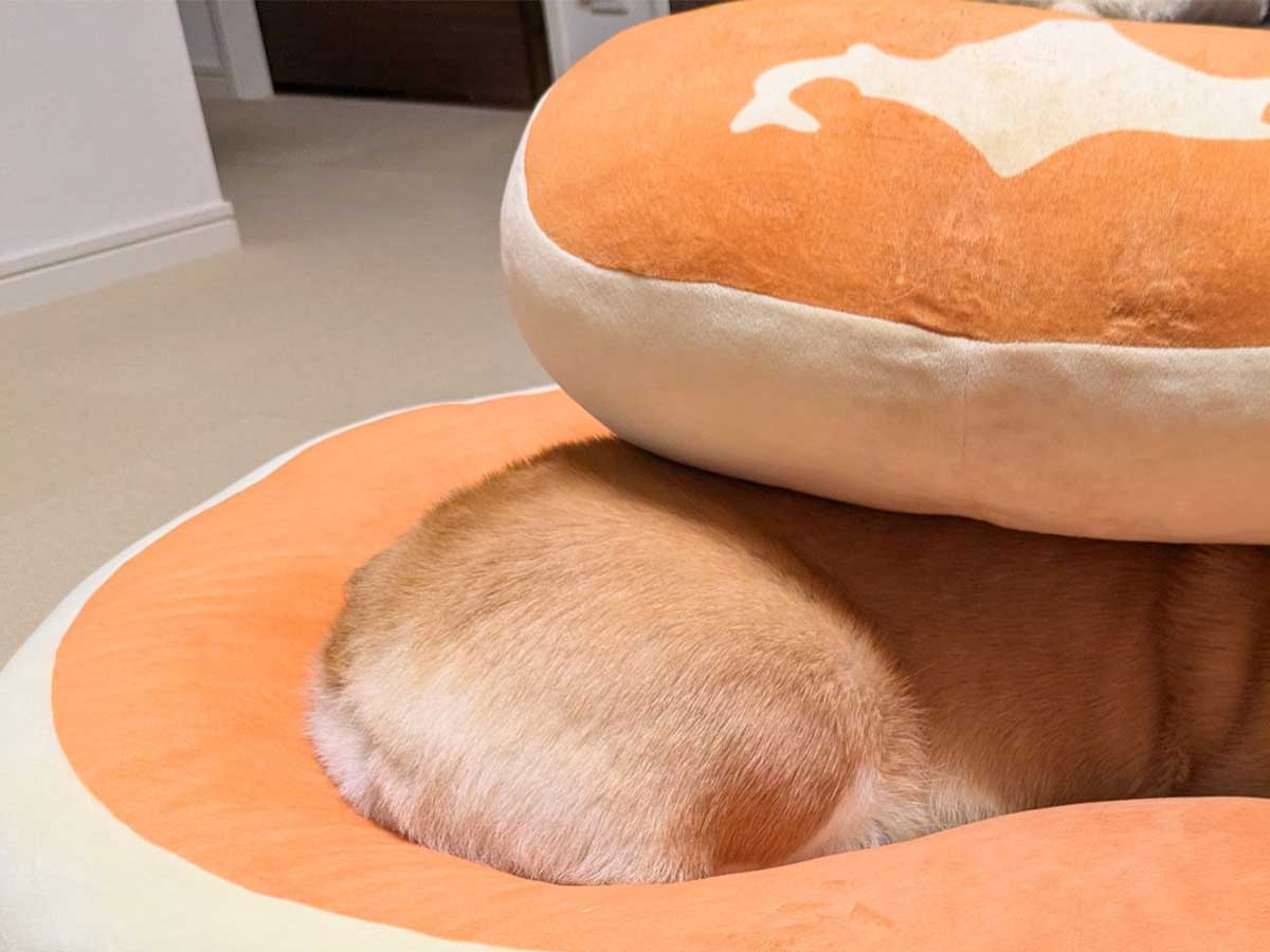 クッションにダイブしたコーギー まさかの姿に「笑った」「疲れが