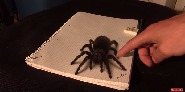 本物だと思ったら絵だった 巨大蜘蛛のイラストがコワすぎる 動画 ニコニコニュース