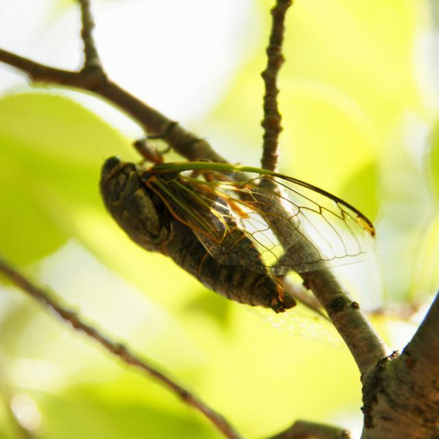 セミの 死んだふり なんで 専門家に聞いてみた ニコニコニュース