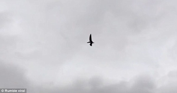 ヤバイ プテラノドン発見か 翼竜らしき動物が飛ぶ姿が撮影される ニコニコニュース