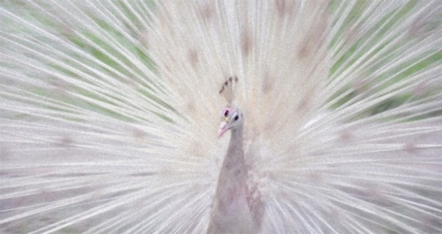 10の驚くべきアルビノ・白変種動物 | ニコニコニュース