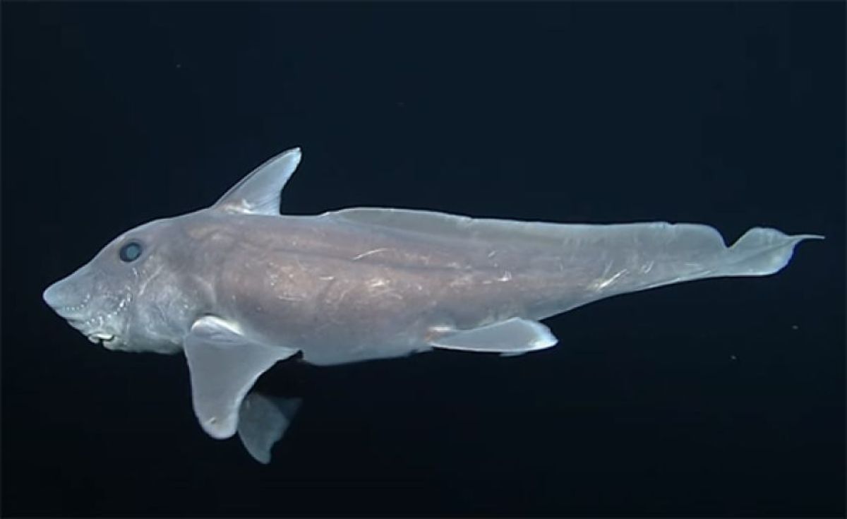 深海に住む7種の深海サメ、その独特な生態 | ニコニコニュース