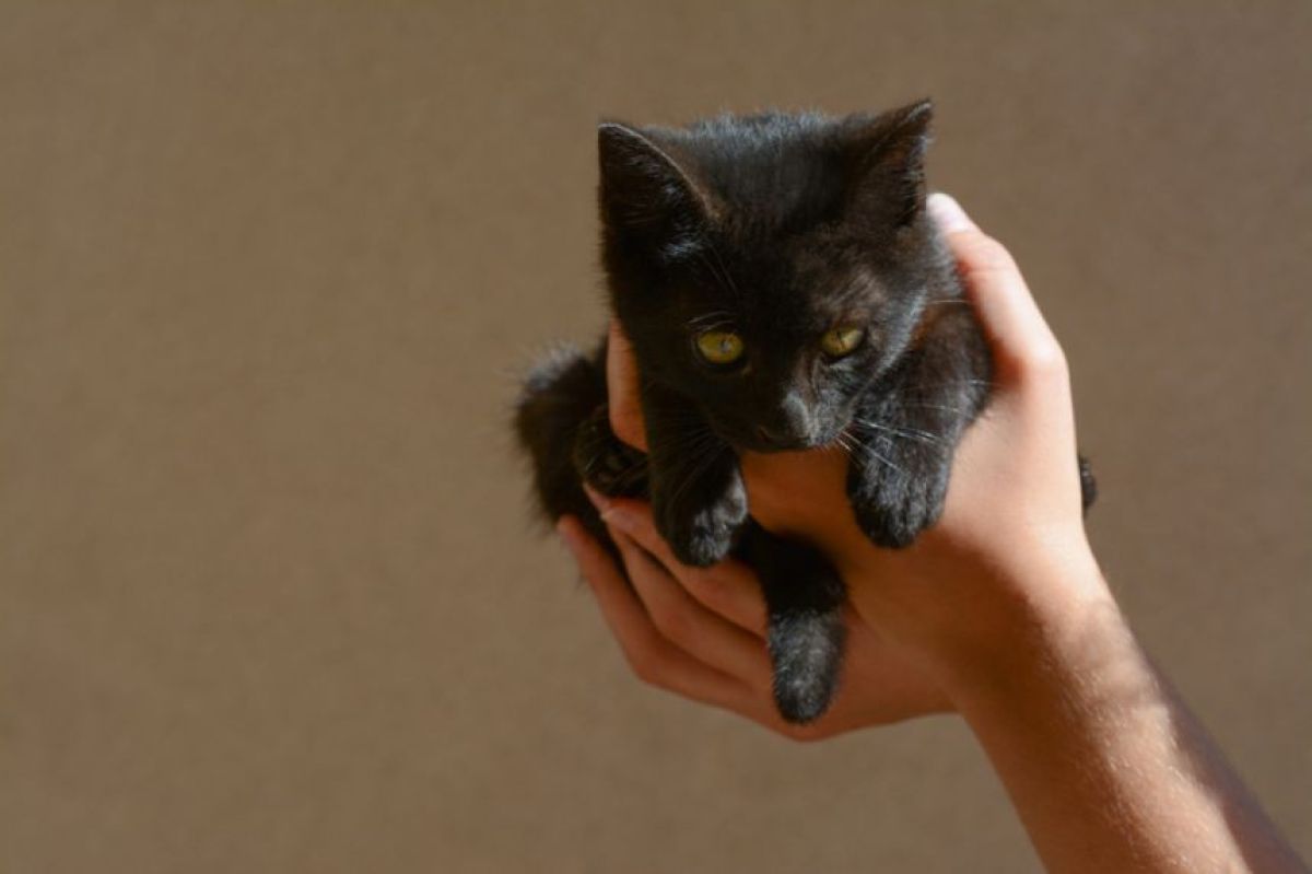 黒豹みたいな黒猫 ベンガル&ブリティッシュ😺レアカラーの黒豹ちゃん【兵庫県