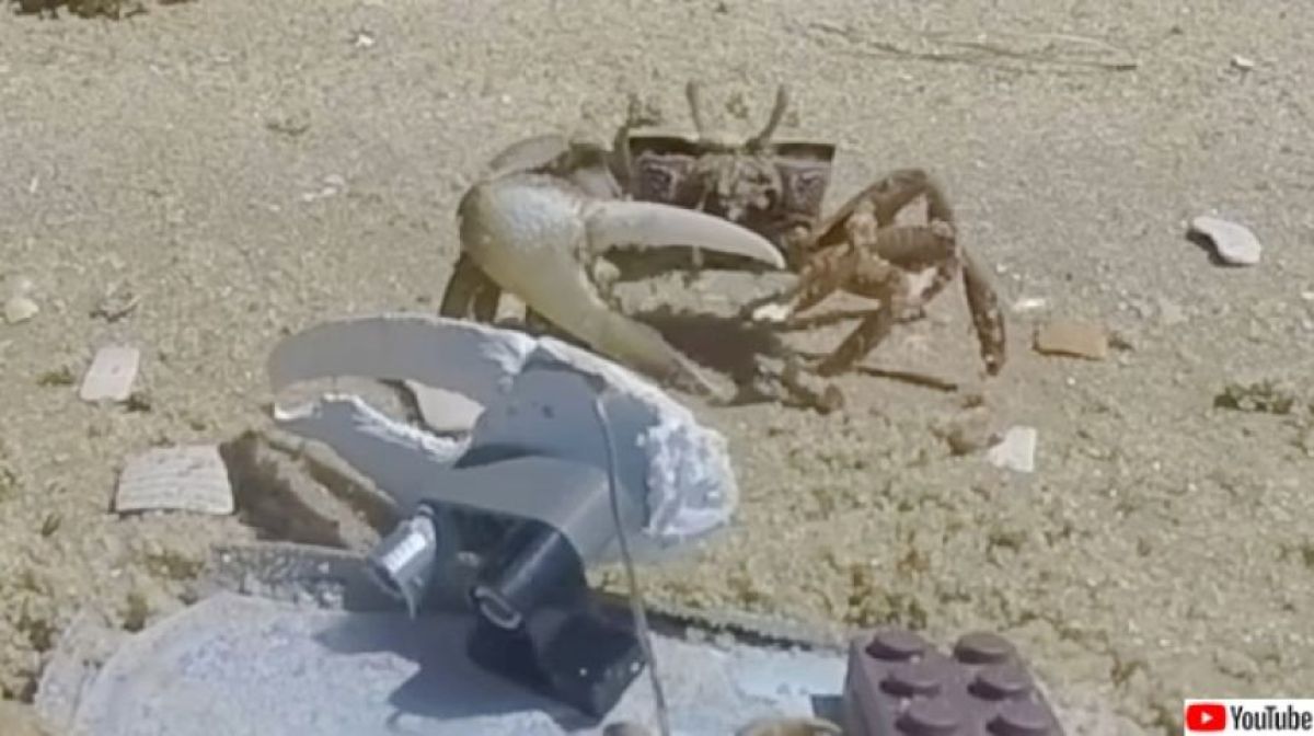 片方だけハサミが大きいカニ「シオマネキ」を観察していたロボットガニ