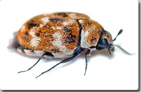 有機物ならなんでも食い荒らす、穀害虫「カツオブシムシ」 | ニコニコニュース