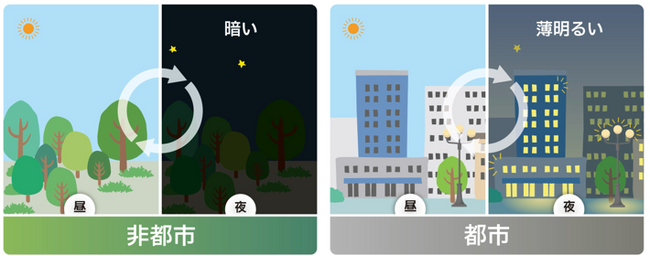 光害は昆虫の体内時計を撹乱し、寿命を短くする～都市の個体は夜間光に対抗する術を進化させる～ | ニコニコニュース