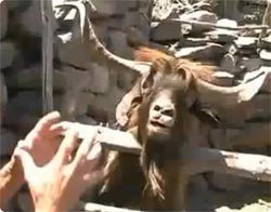 アイベックスと議論しようとすると大変なことになる！！顔にツバは吐きかけられるわ、ハァ？言われるわ・・・ | ニコニコニュース