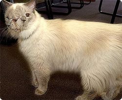 2つの顔を持つ猫が12年という長寿でギネス記録認定（アメリカ