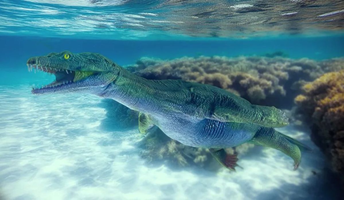 化石標本　絶滅種ワニ類　 ディロサウルス　極美麗 化石標本絶滅種ワニ類 ディロサウルス極美麗