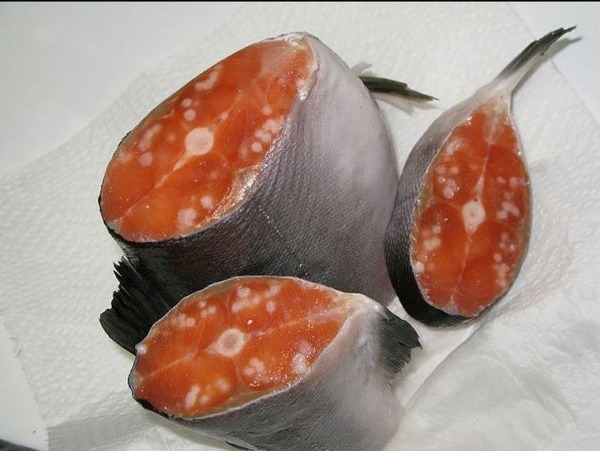 ヤバ過ぎ 福島原発の影響で魚がとんでもない病気に 既に食っていると話題に ニコニコニュース