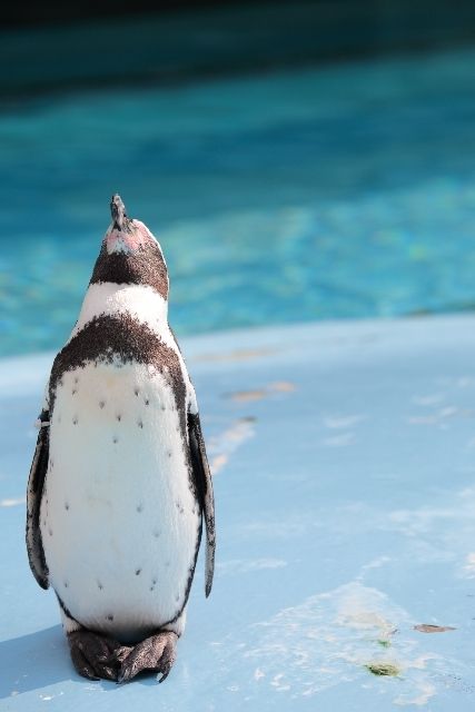 寒いのになぜ 南極では カゼ をひかないってほんと ニコニコニュース