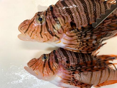 【なんと100円!!】毒魚だから激安!! | ニコニコニュース