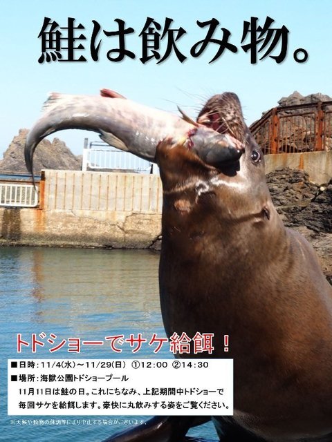 鮭は飲み物 トド大迫力 おたる水族館のショー 1度は行ってみたい ニコニコニュース