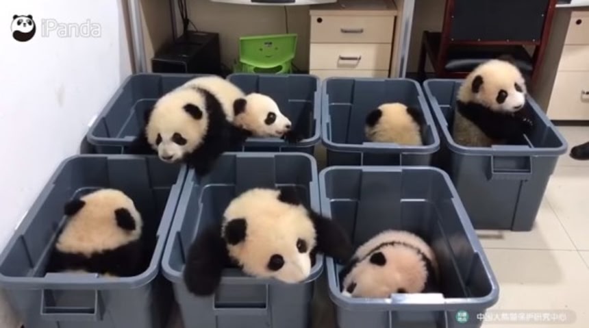 まったく叩く気がしない。パンダのモグラ叩きゲームのゆっくり感 | ニコニコニュース