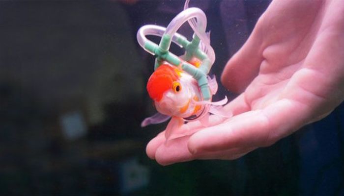 金魚用の車イス 病気の金魚 のために飼い主が作ったグッズがかわいすぎる 写真4選 ニコニコニュース