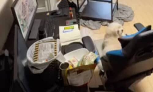 彼女を迎えるための片付けストーリーに学ぶ！