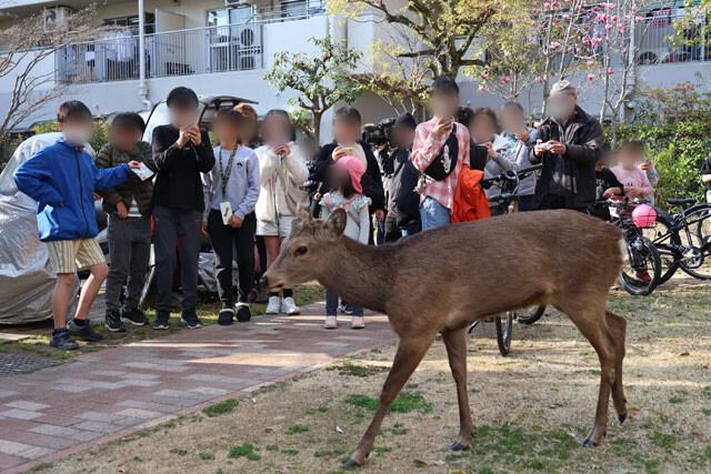奈良公園の鹿が大阪にあふれ返る？ "迷い鹿"騒動に潜む深刻事情 | ニコニコニュース