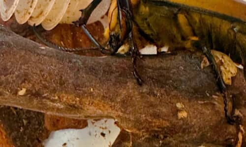 驚きの行動を見せるカブトムシの魅力