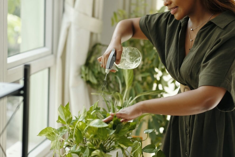 観葉植物が空気をきれいにする？その真実とは