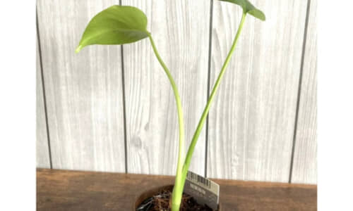 ダイソー観葉植物の成長記録から学ぶ楽しみ方