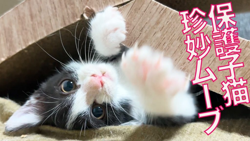 子猫ちゃんが「背面移動」を習得！ やんのかステップから繰り出す