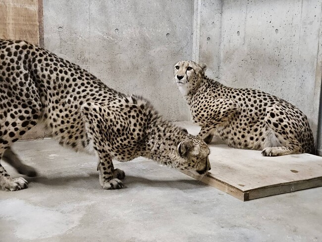 群馬サファリパークに新たなチーター誕生