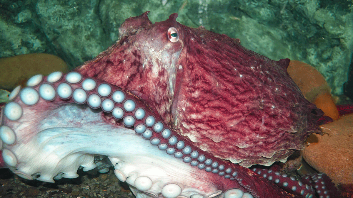 タコ 本当にごめんなさい 浅瀬に取り残された世界最大のタコが救助され、無事海へ帰る。去り際に